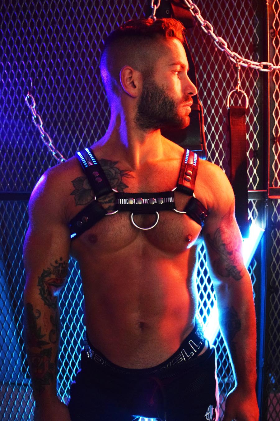 Mirror Glow Bulldog Harness - DealByEthan.gay loves Breedwell