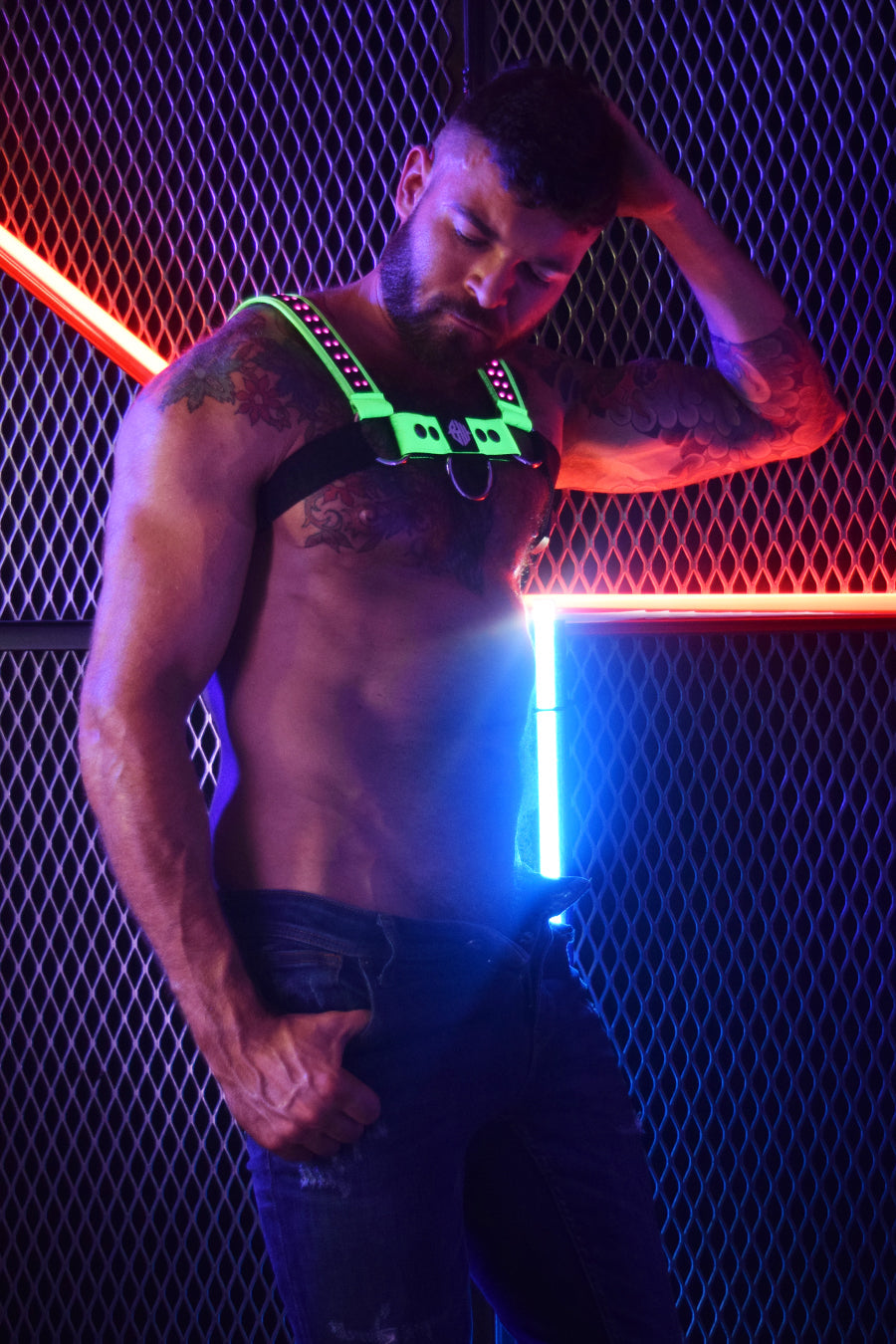 Starlight Bulldog Harness - DealByEthan.gay loves Breedwell