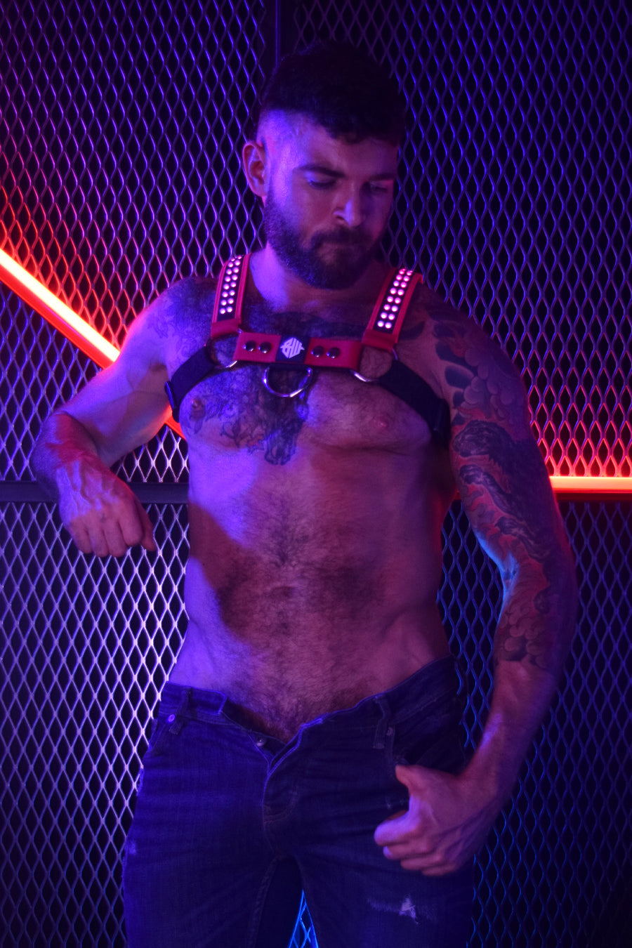 Starlight Bulldog Harness - DealByEthan.gay loves Breedwell