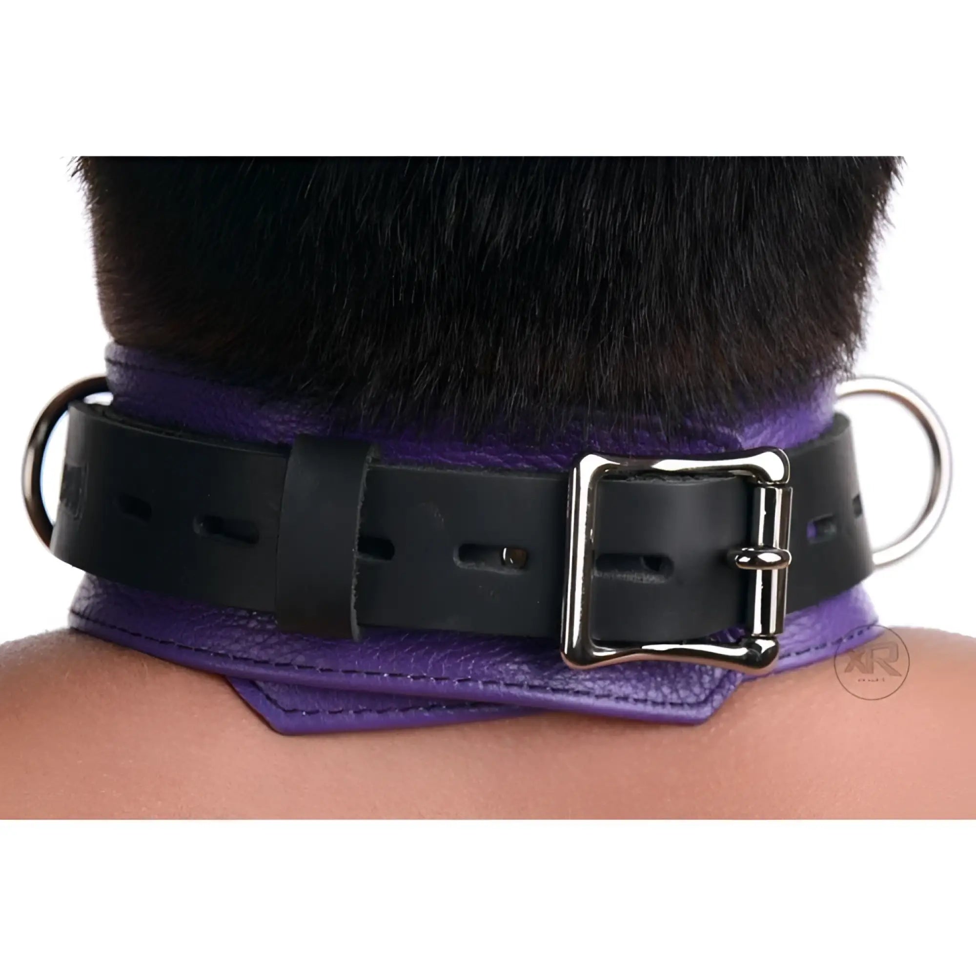 Collar de cuero estricto con cierre de lujo en color negro y morado